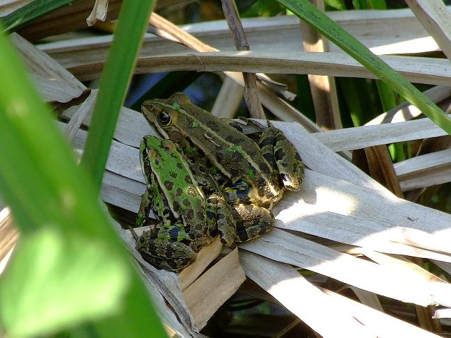 un tributo alle rane verdi - Pelophylax sp. (Lazio)